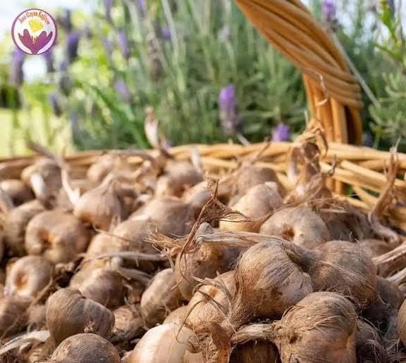 Premium Saffron/Kesher Bulbs(Crocus Sativus) for Planting||Healthy Dormant Flower Bulbs||Home Garden & Farm Cultivation(Pack of -10 Healthy Bulb)||Organic Saffron Bulbs||A-30