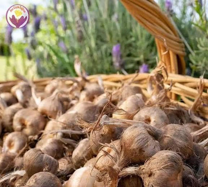 Premium Saffron/Kesher Bulbs(Crocus Sativus) for Planting||Healthy Dormant Flower Bulbs||Home Garden & Farm Cultivation(Pack of -10 Healthy Bulb)||Organic Saffron Bulbs||A-30