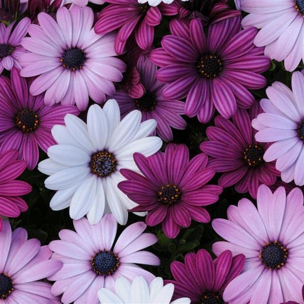 Osteospermum, Dimorphotheca Mixed Color Flowering 50-100 seeds (ostrsprmummix47_Baz)