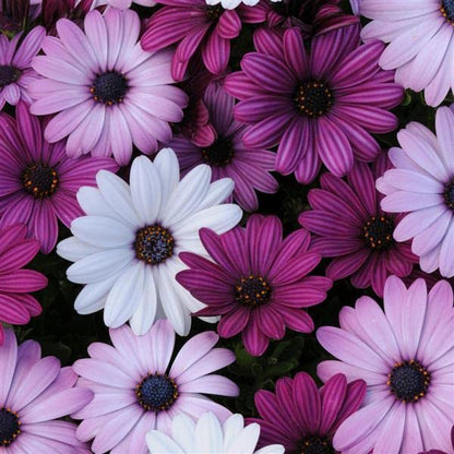 Osteospermum, Dimorphotheca Mixed Color Flowering 50-100 seeds (ostrsprmummix47_Baz)