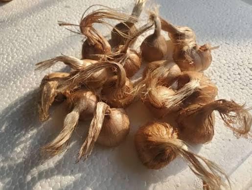 Premium Saffron/Kesher Bulbs(Crocus Sativus) for Planting||Healthy Dormant Flower Bulbs||Home Garden & Farm Cultivation(Pack of -10 Healthy Bulb)||Organic Saffron Bulbs||A-30
