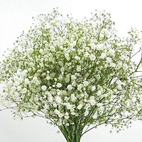 Audbhidhi Gypsophila Flower Seeds F1 Hybrid Seeds For Winter Gardening pack of 50 seeds