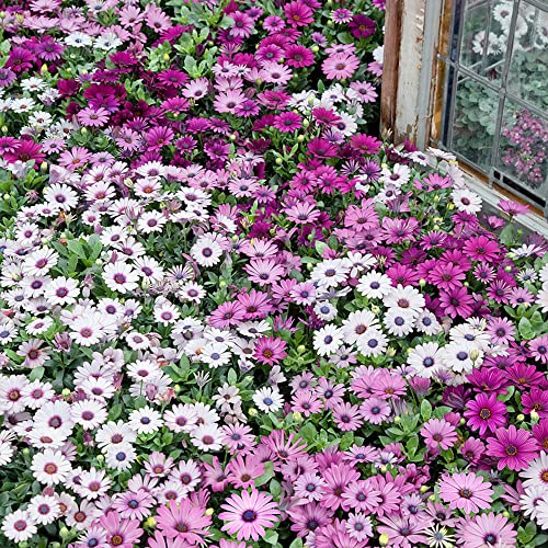 Osteospermum, Dimorphotheca Mixed Color Flowering 50-100 seeds (ostrsprmummix47_Baz)