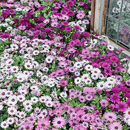 Osteospermum, Dimorphotheca Mixed Color Flowering 50-100 seeds (ostrsprmummix47_Baz)