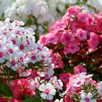 Flora Seeds Phlox Mixed Flower Seeds For Home, Garden, Terrace and Kitchen Gardening (Pack of 50 Seeds) | Hybrid Flower Seeds