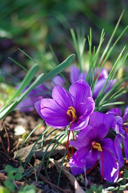 Premium Saffron/Kesher Bulbs(Crocus Sativus) for Planting||Healthy Dormant Flower Bulbs||Home Garden & Farm Cultivation(Pack of -10 Healthy Bulb)||Organic Saffron Bulbs||A-30