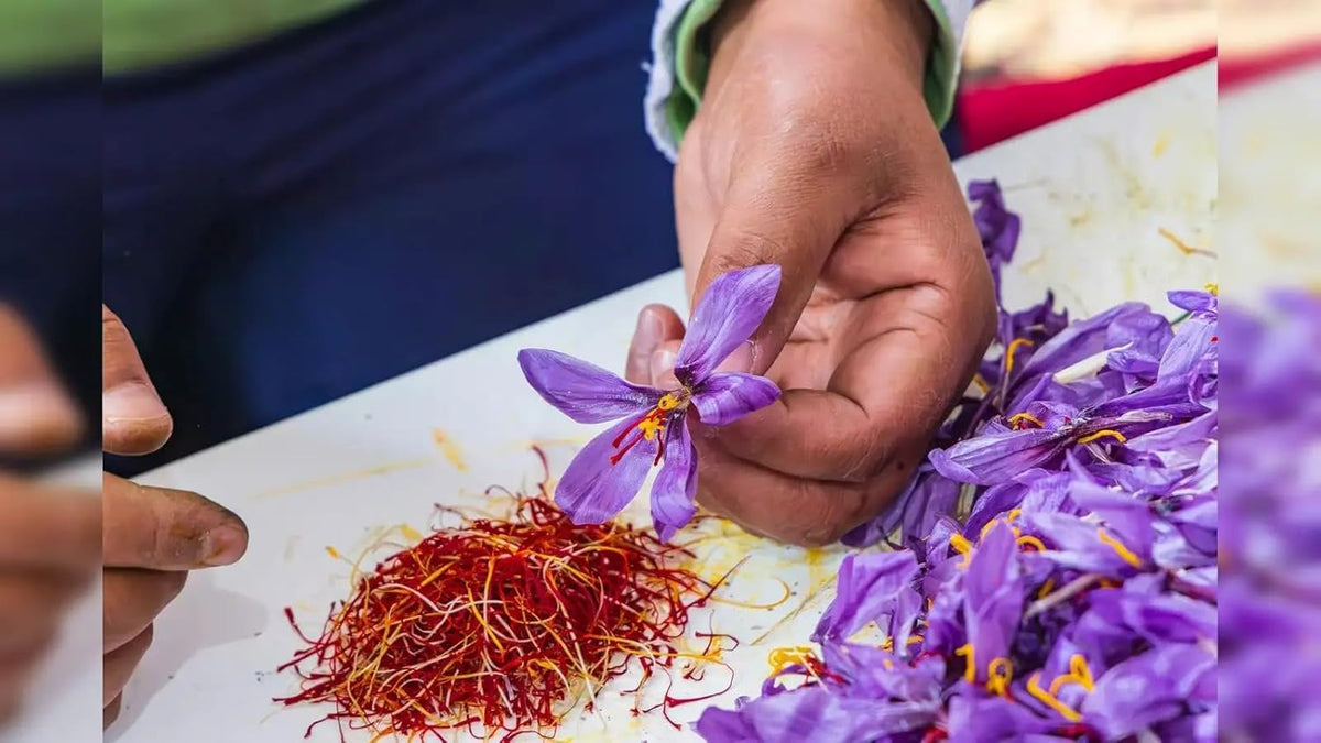 Premium Saffron/Kesher Bulbs(Crocus Sativus) for Planting||Healthy Dormant Flower Bulbs||Home Garden & Farm Cultivation(Pack of -10 Healthy Bulb)||Organic Saffron Bulbs||A-30