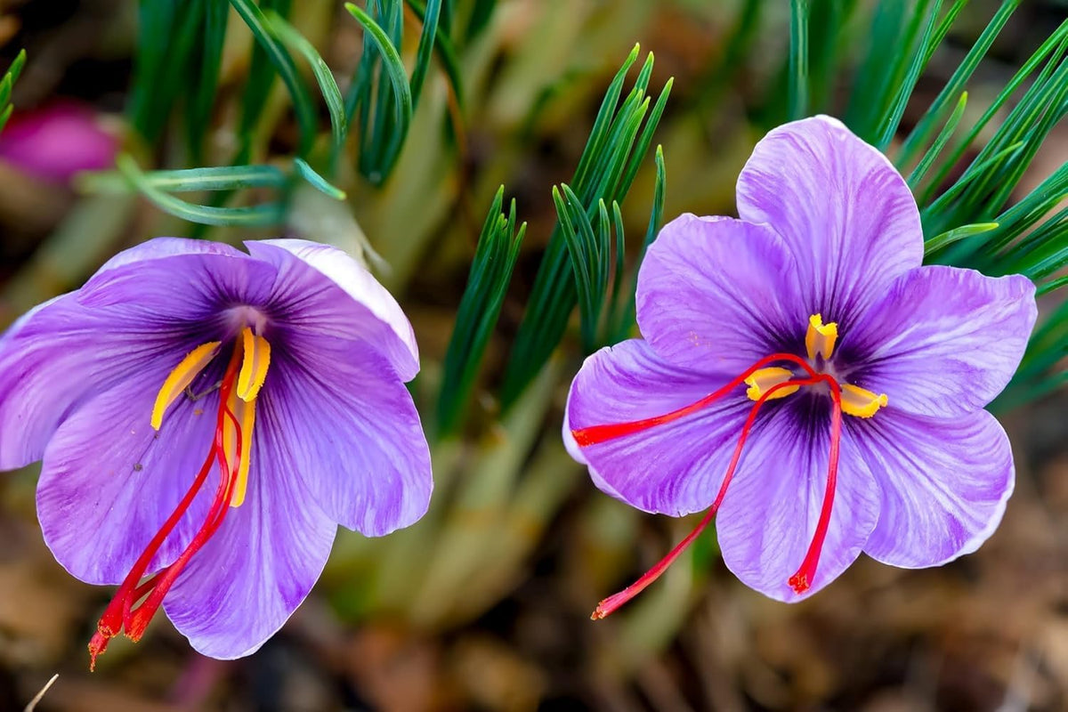 Premium Saffron/Kesher Bulbs(Crocus Sativus) for Planting||Healthy Dormant Flower Bulbs||Home Garden & Farm Cultivation(Pack of -10 Healthy Bulb)||Organic Saffron Bulbs||A-30