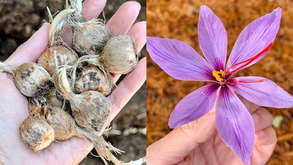 Premium Saffron/Kesher Bulbs(Crocus Sativus) for Planting||Healthy Dormant Flower Bulbs||Home Garden & Farm Cultivation(Pack of -10 Healthy Bulb)||Organic Saffron Bulbs||A-30