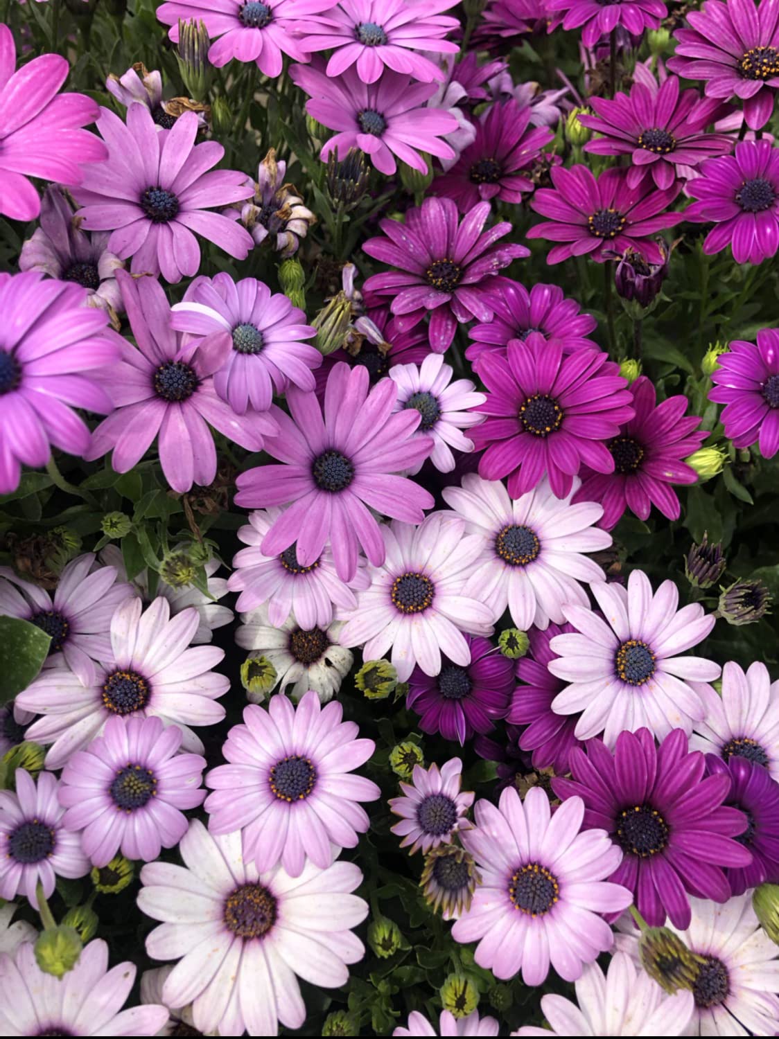 Osteospermum, Dimorphotheca Mixed Color Flowering 50-100 seeds (ostrsprmummix47_Baz)