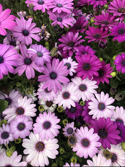 Osteospermum, Dimorphotheca Mixed Color Flowering 50-100 seeds (ostrsprmummix47_Baz)
