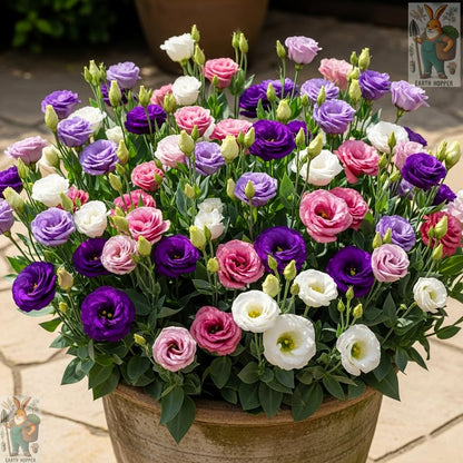 Earth Hopper 50+ SEEDS Lisianthus Flower Mix Colors Seed Pack, Easy Care & Fragrant & Air Purifying for Indoor & Outdoor Gardening.