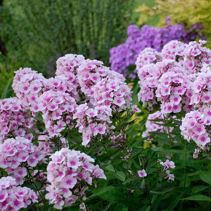 Flora Seeds Phlox Mixed Flower Seeds For Home, Garden, Terrace and Kitchen Gardening (Pack of 50 Seeds) | Hybrid Flower Seeds