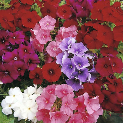 Flora Seeds Phlox Mixed Flower Seeds For Home, Garden, Terrace and Kitchen Gardening (Pack of 50 Seeds) | Hybrid Flower Seeds