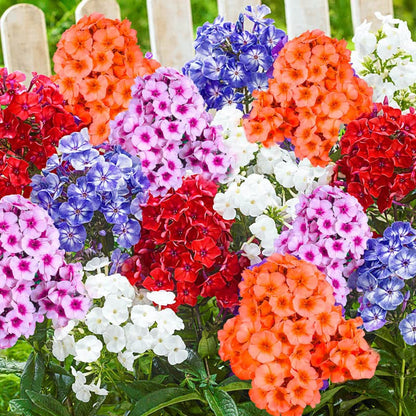 Flora Seeds Phlox Mixed Flower Seeds For Home, Garden, Terrace and Kitchen Gardening (Pack of 50 Seeds) | Hybrid Flower Seeds