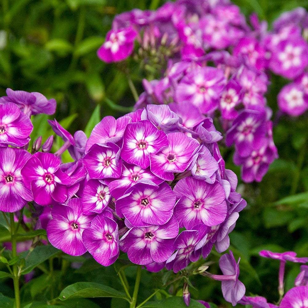 Flora Seeds Phlox Mixed Flower Seeds For Home, Garden, Terrace and Kitchen Gardening (Pack of 50 Seeds) | Hybrid Flower Seeds
