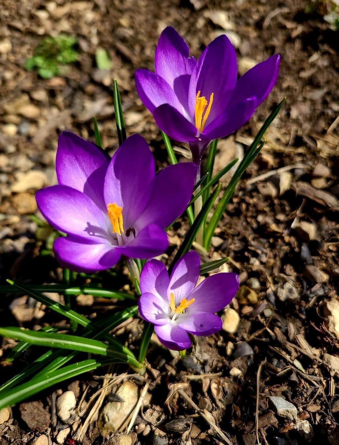 Premium Saffron/Kesher Bulbs(Crocus Sativus) for Planting||Healthy Dormant Flower Bulbs||Home Garden & Farm Cultivation(Pack of -10 Healthy Bulb)||Organic Saffron Bulbs||A-30