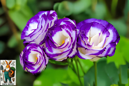 Earth Hopper 50+ SEEDS Lisianthus Flower Mix Colors Seed Pack, Easy Care & Fragrant & Air Purifying for Indoor & Outdoor Gardening.