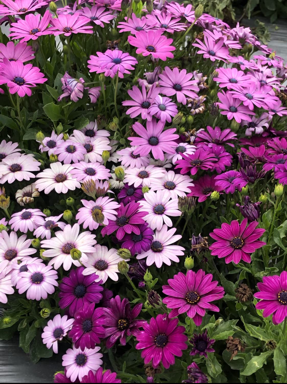 Osteospermum, Dimorphotheca Mixed Color Flowering 50-100 seeds (ostrsprmummix47_Baz)