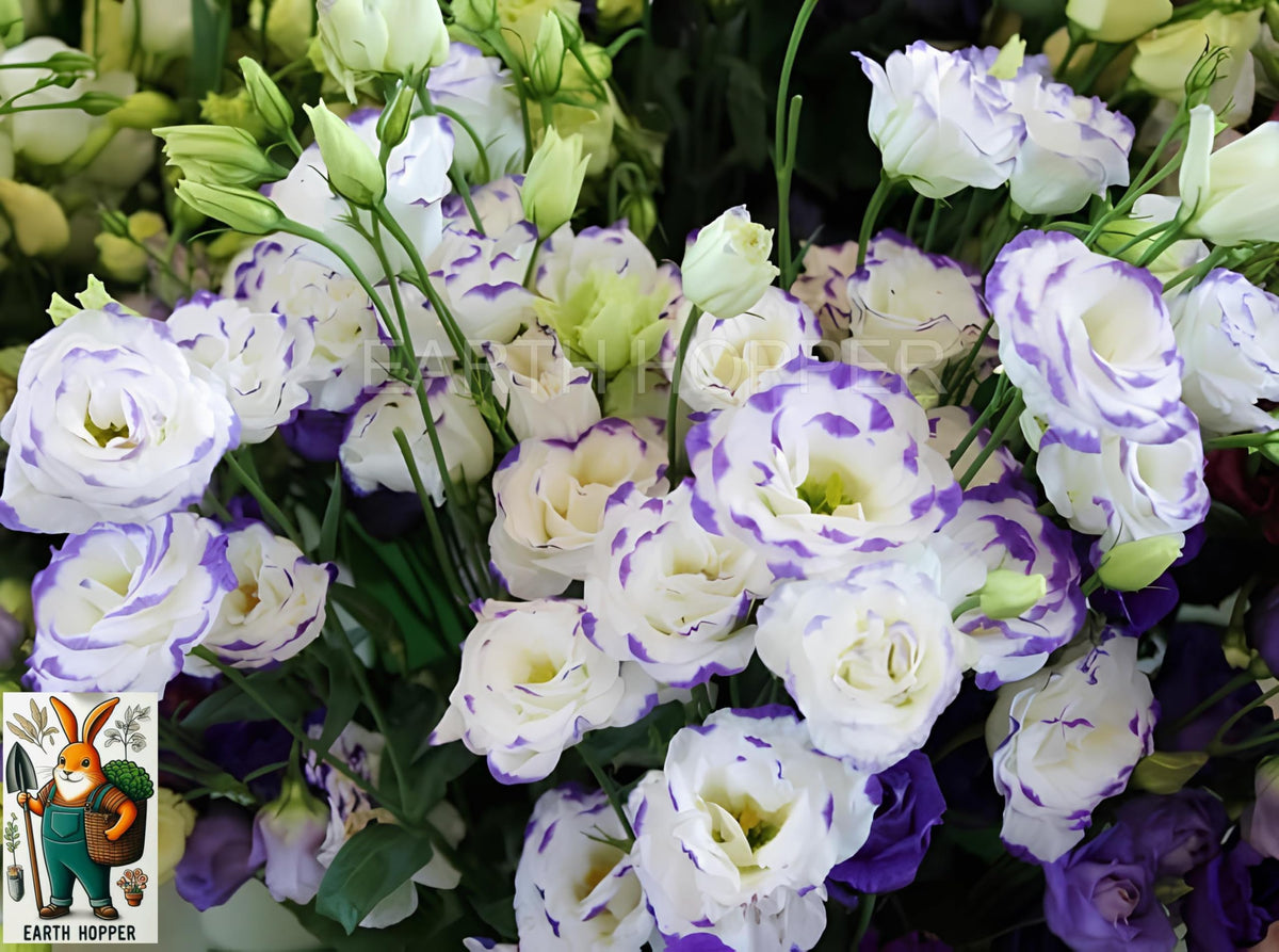Earth Hopper 50+ SEEDS Lisianthus Flower Mix Colors Seed Pack, Easy Care & Fragrant & Air Purifying for Indoor & Outdoor Gardening.